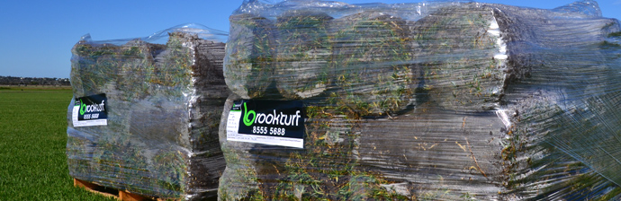 Grass and lawn South Australia